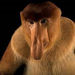The Biggest Monkeys