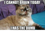 dumb cats