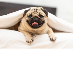pugs studio