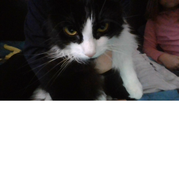 Oreo's World