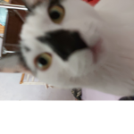 mi cat.
