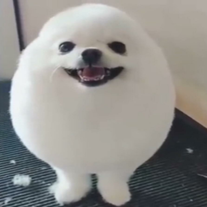 egg dog Roblox decal