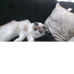 KITTY ARE THE BEST!