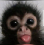 Monkey Art