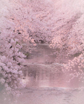 sakurae store