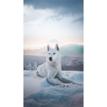 .Animal #######