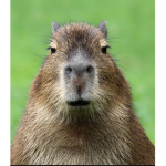 I Capybara Più Belli Del Mondo Capybara
