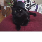 Its Halloween cat lol