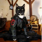 Warriors clan of cats