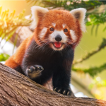 _Red panda clothing_