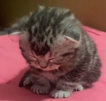kitkity__