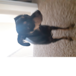 Dog head