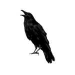 Κorvus