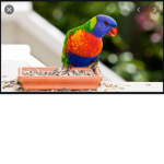 Lorikeets group