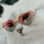 Aesteric cat