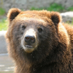 *The Red Bear Fan Group*