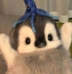 Your pet is cute