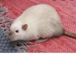 Rat Squad THE BEST