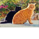 Unikittty squad