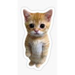 El gato cat join if you love el gato