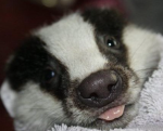 Badger Party!