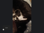 Mx._FloofyCutieGaming Fan club.