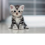 Cats_to-be_cherished