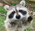 Raccoon Studio’$