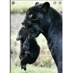BlackCatsFurLife