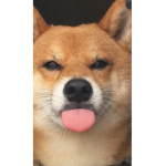 D0GGOS