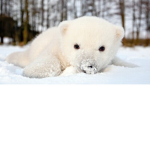 MyCutePolarBears