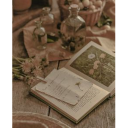 [Aplication 📜] Hazel Willow Academy🎻📜🌙