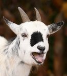 || GOAT GAMES ||