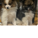 The puppy fan group 777