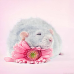 Ratz For life!