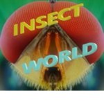 Insect World