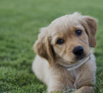 Puppy group come join