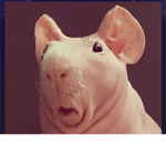 lovely weird rats ;)