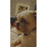 Doggy Fan Group<3