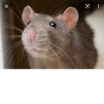 Rats united no cats allowed