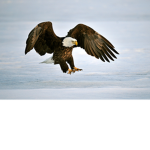 ice eagle