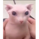 LADEEZMA