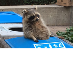 New! Trash Panda Alliance