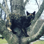 Creative Kittens
