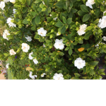 Flower Friends