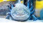The real Axolotl crew