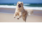 Cooldogs111 (2)
