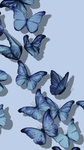 Nova's Butterfly's