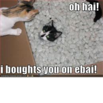 LOLcats group