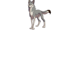 Wolf pack of awesome become a member today and be
